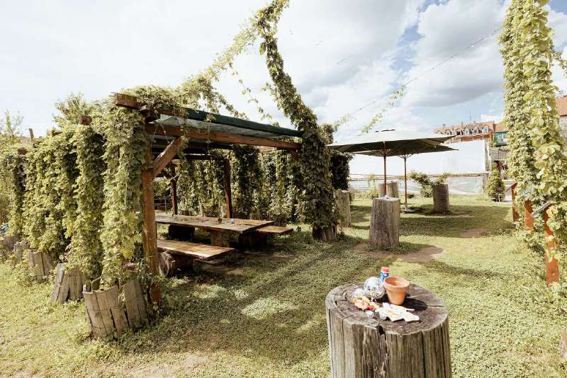 The hop garden