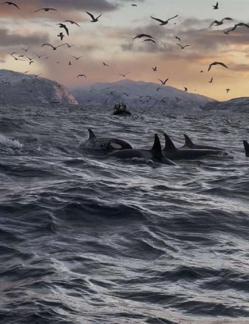 Orcas in the sea